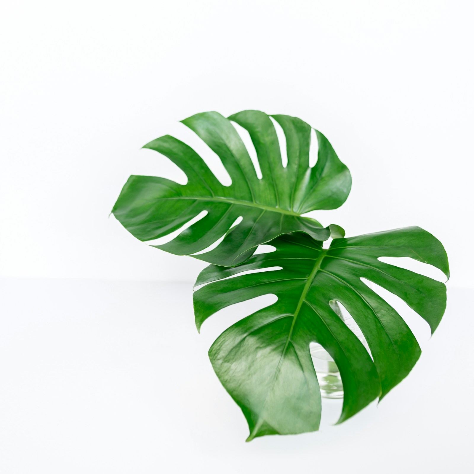 monstera-1